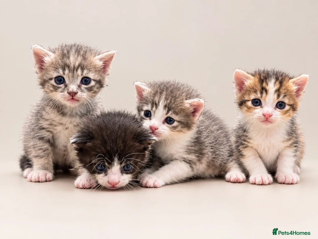 Mixed Breed cats for sale: Calico/silver tabby  - Advert 1