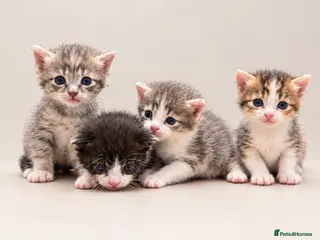 Mixed Breed cats Calico/silver tabby - Advert 4