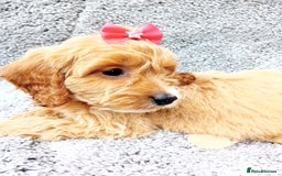 Cockapoo dogs for sale: Cockerpoo puppies - Image 2