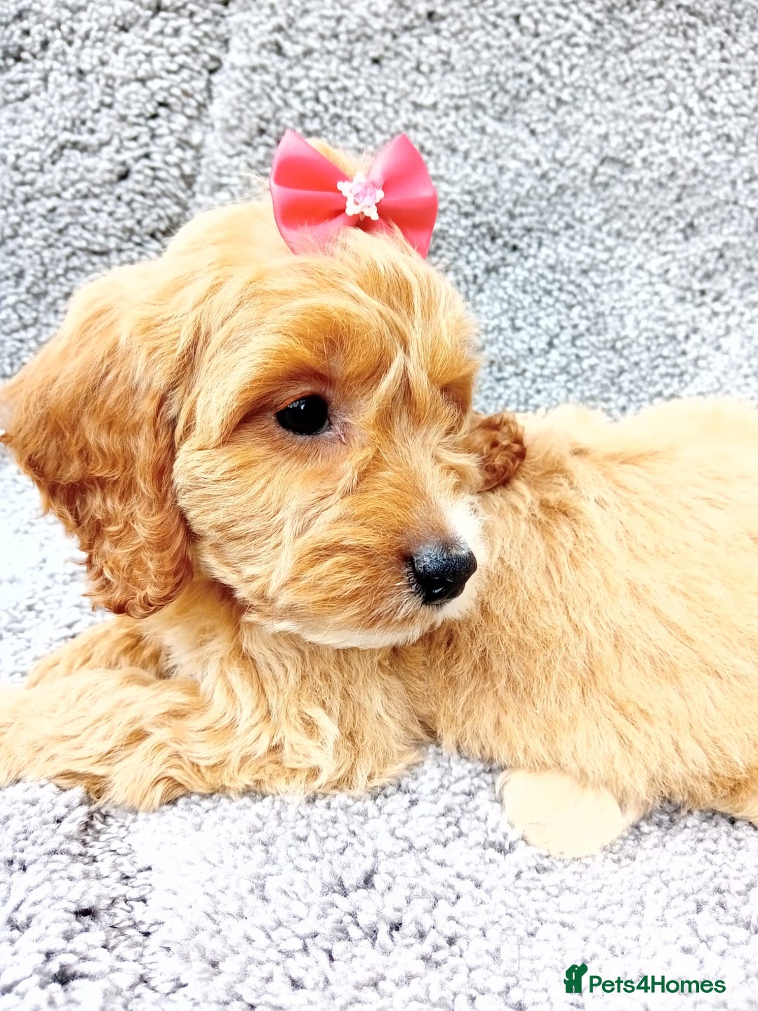 Cockapoo dogs for sale: Cockerpoo puppies - Image 2