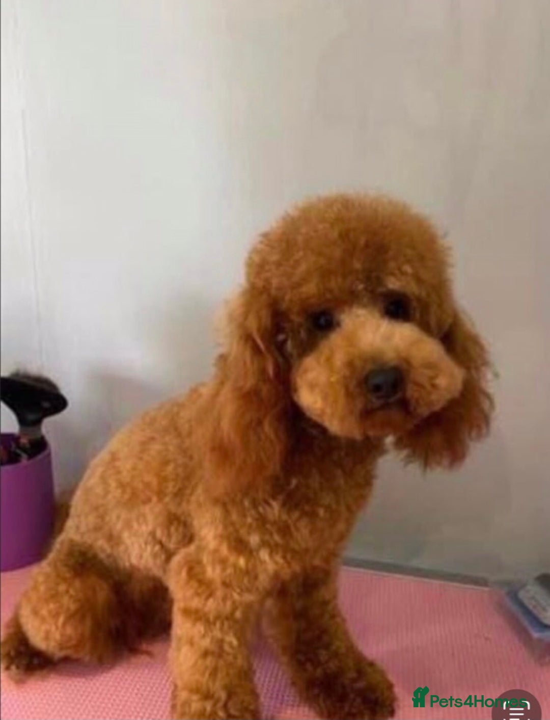 Maltipoo dogs for sale: Extensively DNA tested clear maltipoos - Image 16