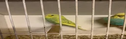 Budgerigars birds for sale: Young proven breeding pair  - Advert 10