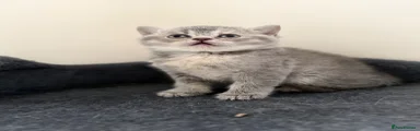 British Shorthair 3