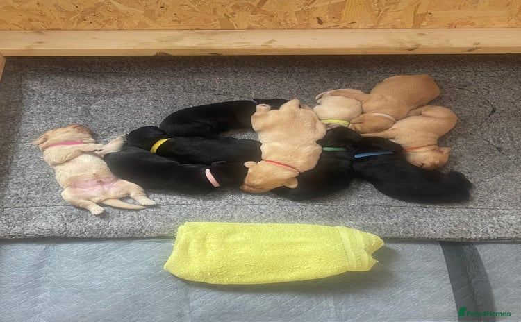 Labrador Retriever dogs - Advert 12