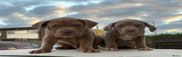 American Bully dogs for sale: Standard American Bullies  - Advert 1