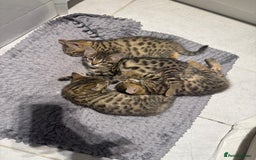 Bengal cats for sale: Four Adorable Half-Bengal Kittens for Sale 🐾 - Image 5