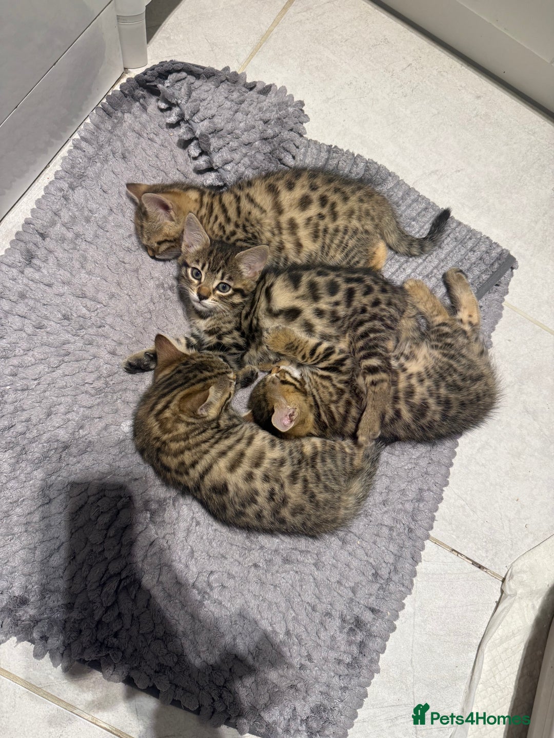 Bengal cats for sale: Four Adorable Half-Bengal Kittens for Sale 🐾 - Image 5