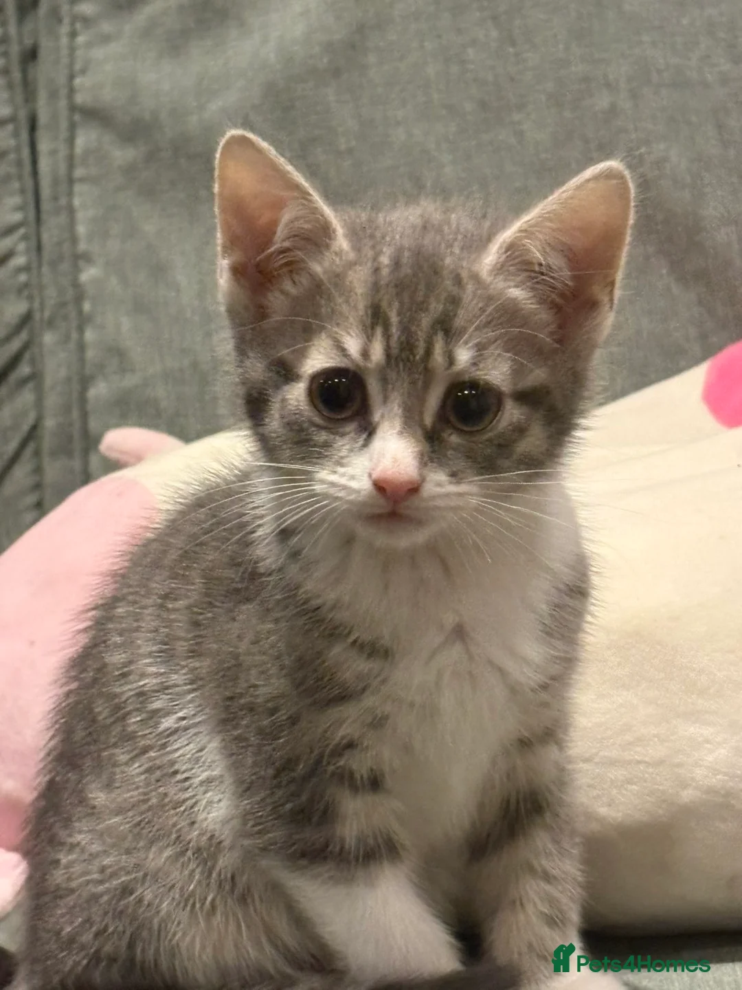 Mixed Breed cats for sale: Gorgeous grey and white tabby kitten    - Advert 1
