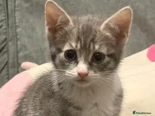 Mixed Breed cats Gorgeous grey and white tabby kitten - Advert 2