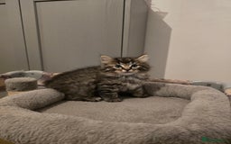 Ragdoll cats for sale: Fluffy kittens Ragdoll x - Image 2
