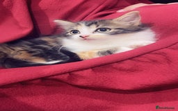 Mixed Breed cats for sale: Maximum  - Image 2
