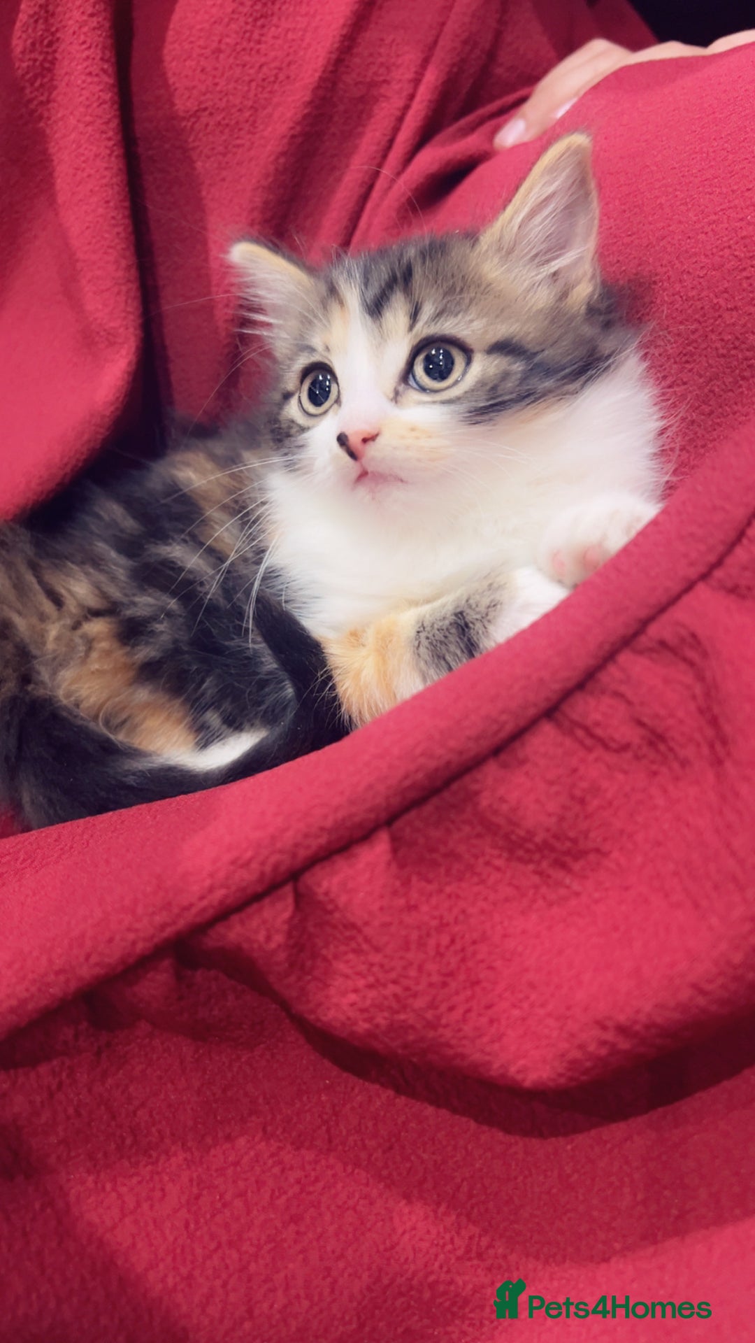 Mixed Breed cats for sale: Maximum  - Image 2