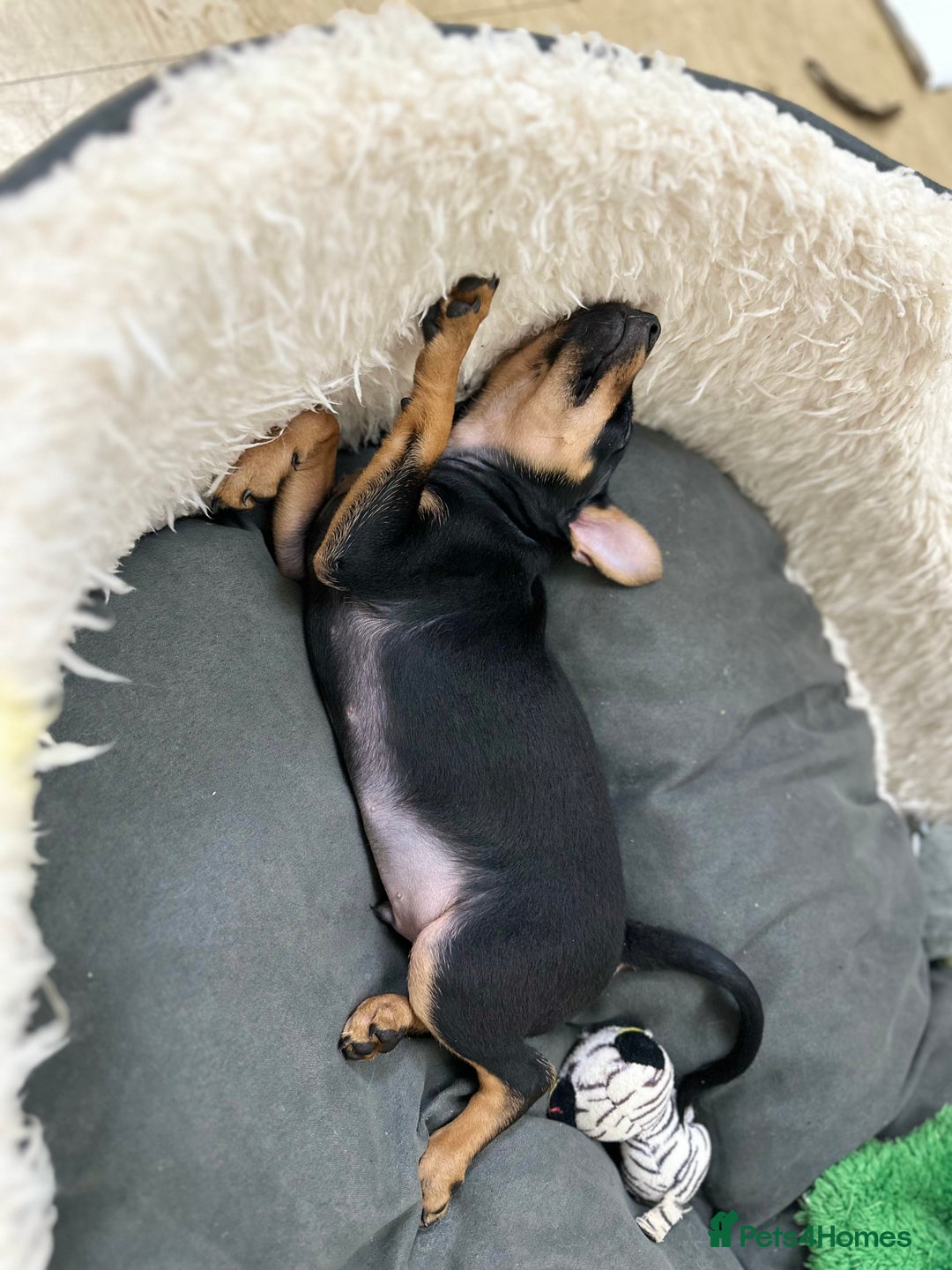 Russian Toy Terrier dogs for sale: Russian Toy terrier KC - Image 4