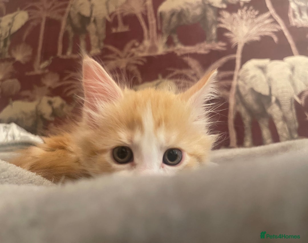 Mixed Breed cats for sale: 5 Fluffy Half Maine Coon kittens - Advert 29