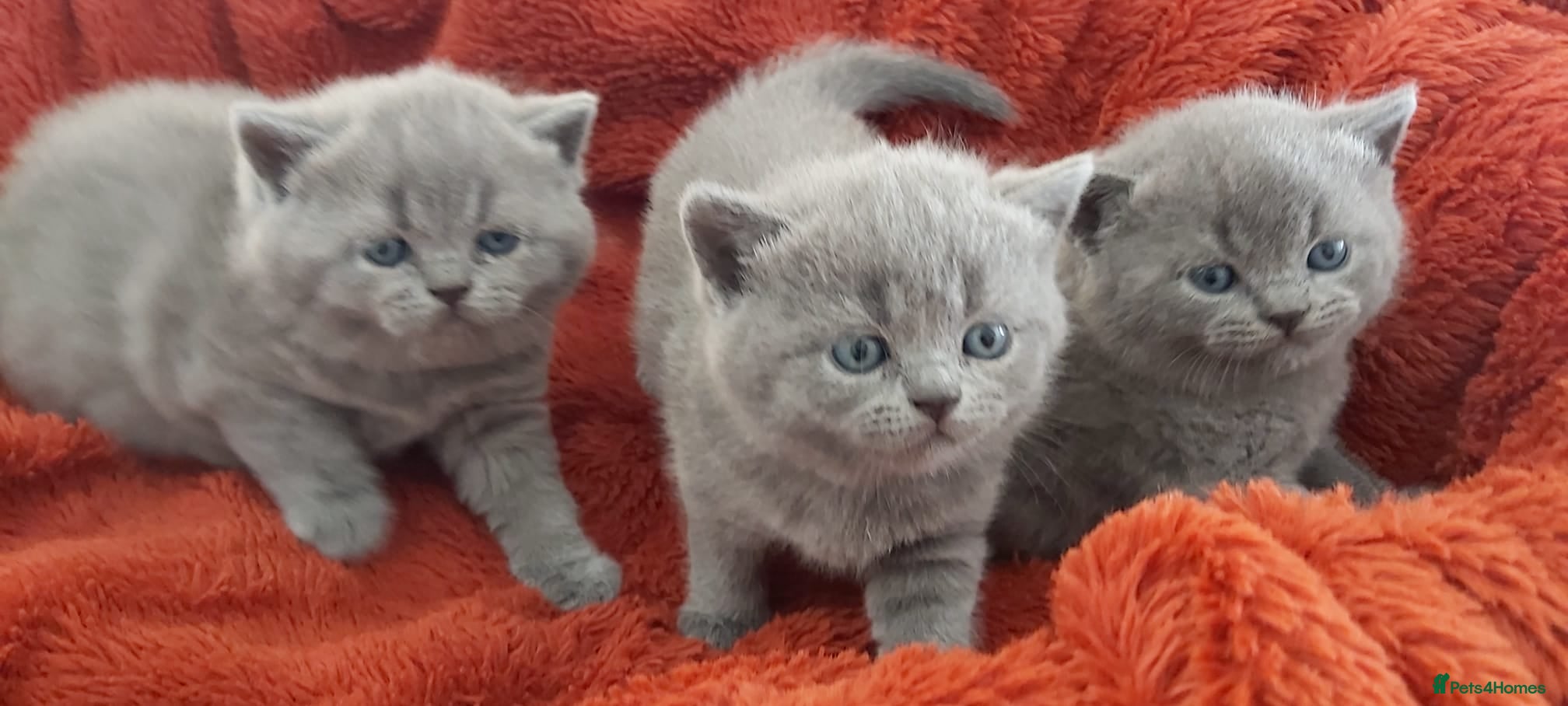 British Shorthair cats Beautiful Pedigree British Shorthair kittens  - Advert 15