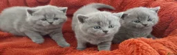 British Shorthair cats for sale: Beautiful Pedigree British Shorthair kittens  - Advert 1