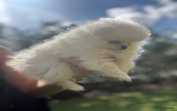 Pomeranian dogs for sale: Quality girl ready now PRINCESS 💕 - Image 23