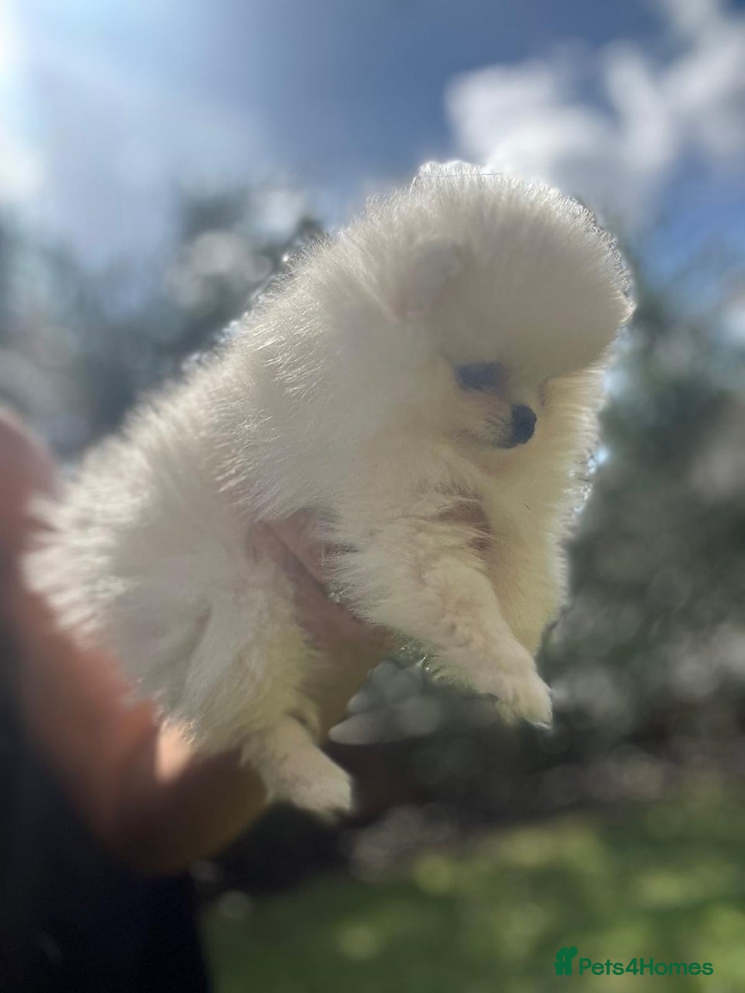 Pomeranian dogs for sale: Quality girl ready now PRINCESS 💕 - Image 23