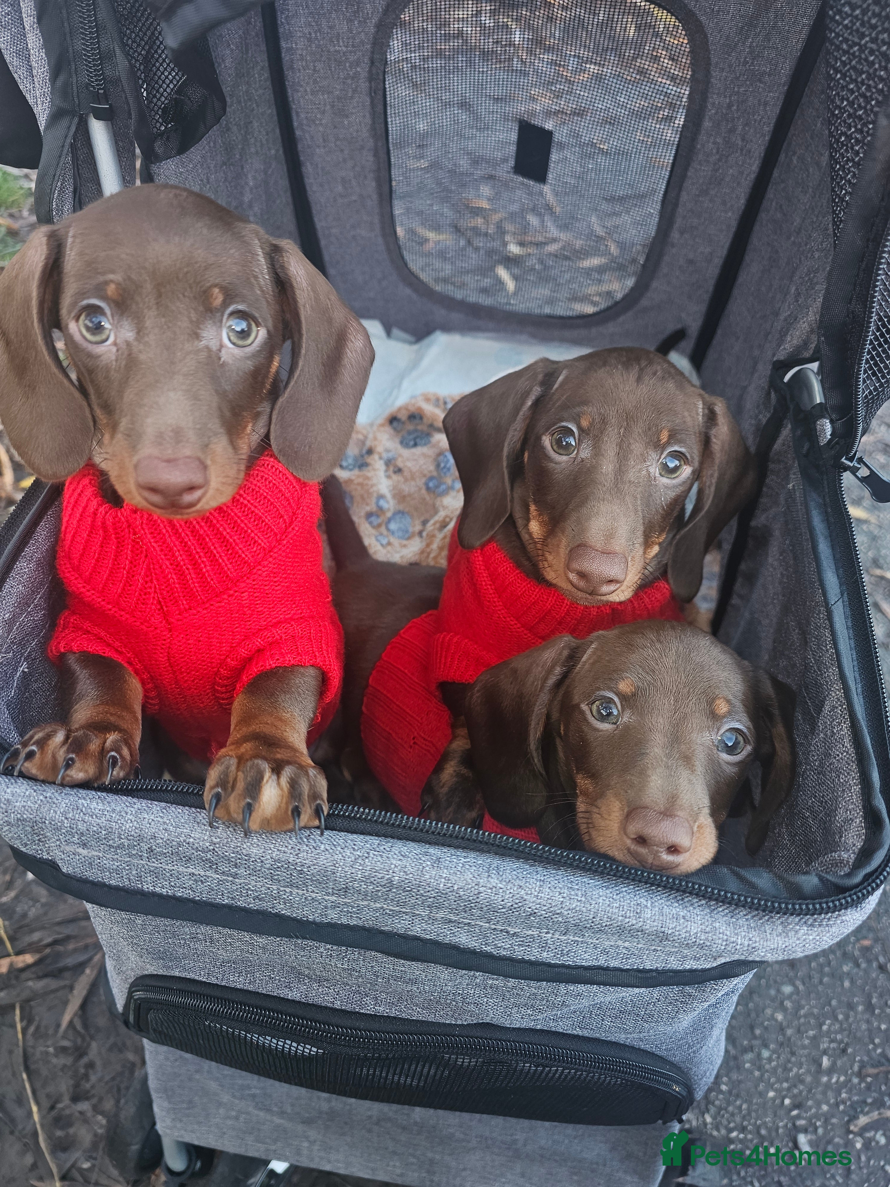 Miniature Dachshund dogs 🐾 KC Registered Miniature Dachshund Puppy Boy 🐾 - Advert 12