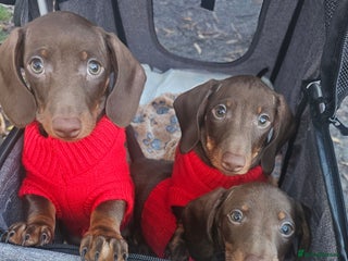 Miniature Dachshund dogs 🐾 KC Registered Miniature Dachshund Puppy Boy 🐾 - Advert 12