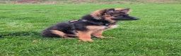 German Shepherd dogs for sale: Reluctant Re-home in Stoke-on-Trent - Advert 4