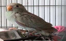 Parakeets birds for sale: Kakariki - Hand tame, ready to leave now - Image 1