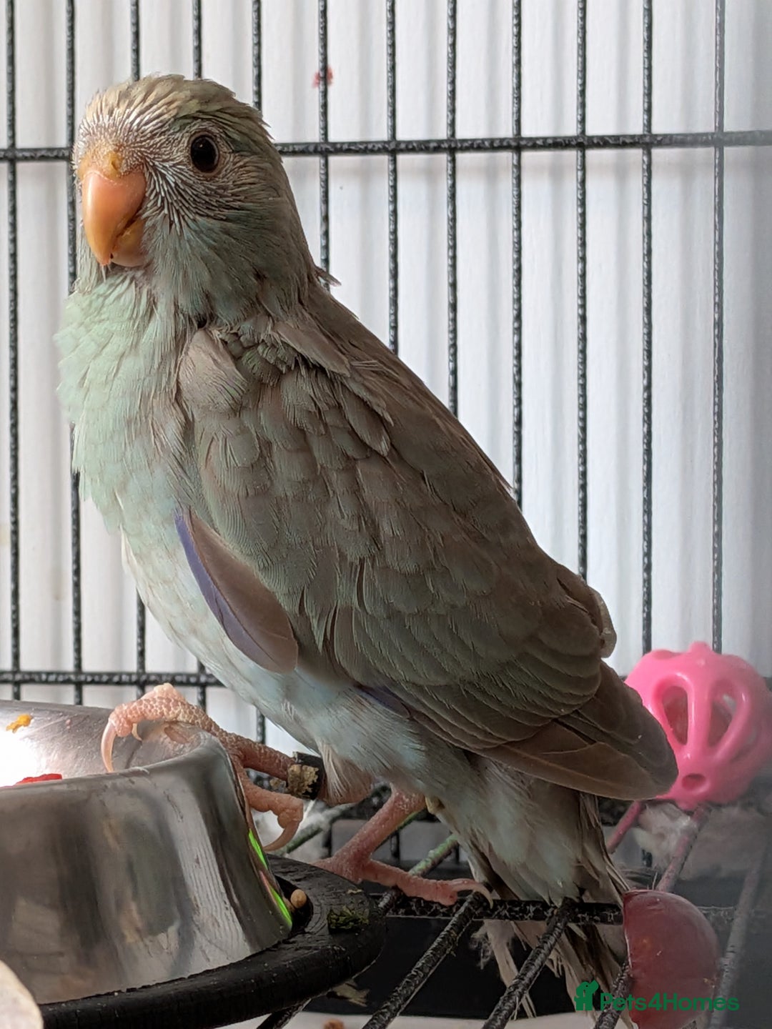 Parakeets birds for sale: Kakariki - Hand tame, ready to leave now - Image 1
