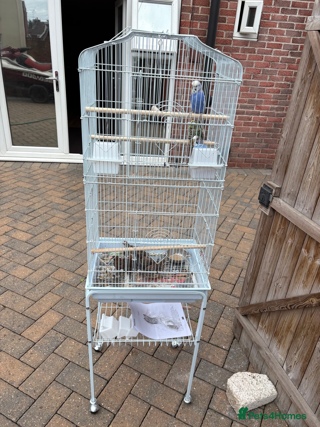 Budgerigars birds for sale: Budgies  - Image 1