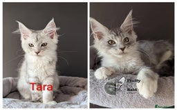 Maine Coon cats for sale: 2 outstanding girls from a shaded line  - Image 1