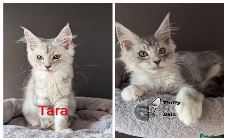 Maine Coon cats - Advert 2