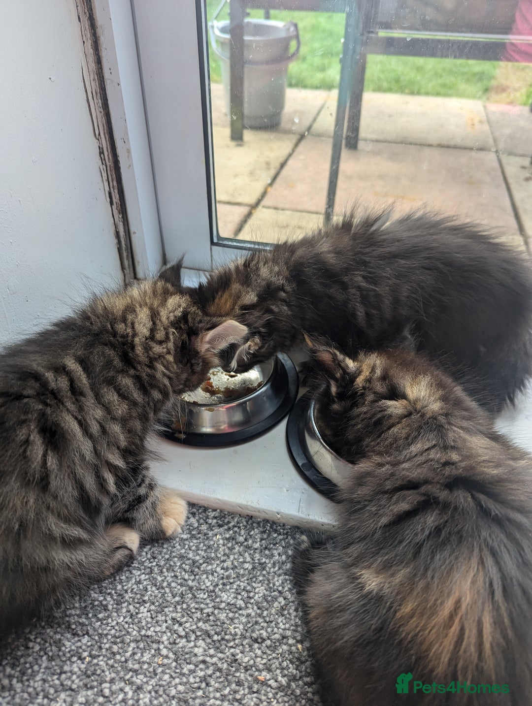 Maine Coon cats for sale: 3 gorgeous healthy full breed Maine coon kittens - Image 5
