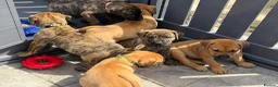 Presa Canario dogs for sale: 7 Gorgeous Chunky Presa Canarios For Sale - Advert 1