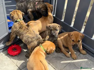 Presa Canario dogs 7 Gorgeous Chunky Presa Canarios For Sale - Advert 3