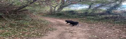 Border Collie dogs for sale: Jet the collie - Advert 2