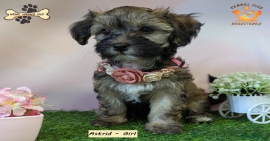 Havanese dogs - Advert 11