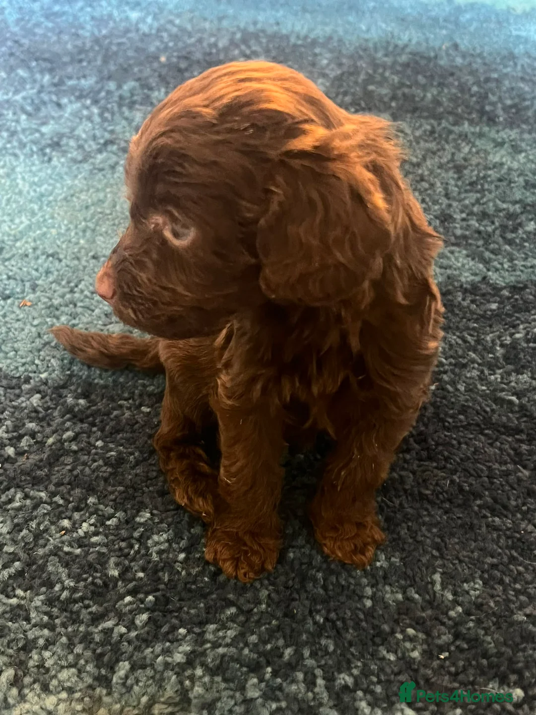 Mixed Breed dogs for sale: Cockapoo - Advert 2