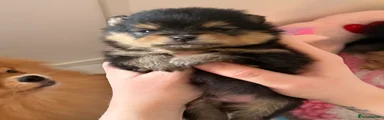 Pomeranian Puppy 1 Jett