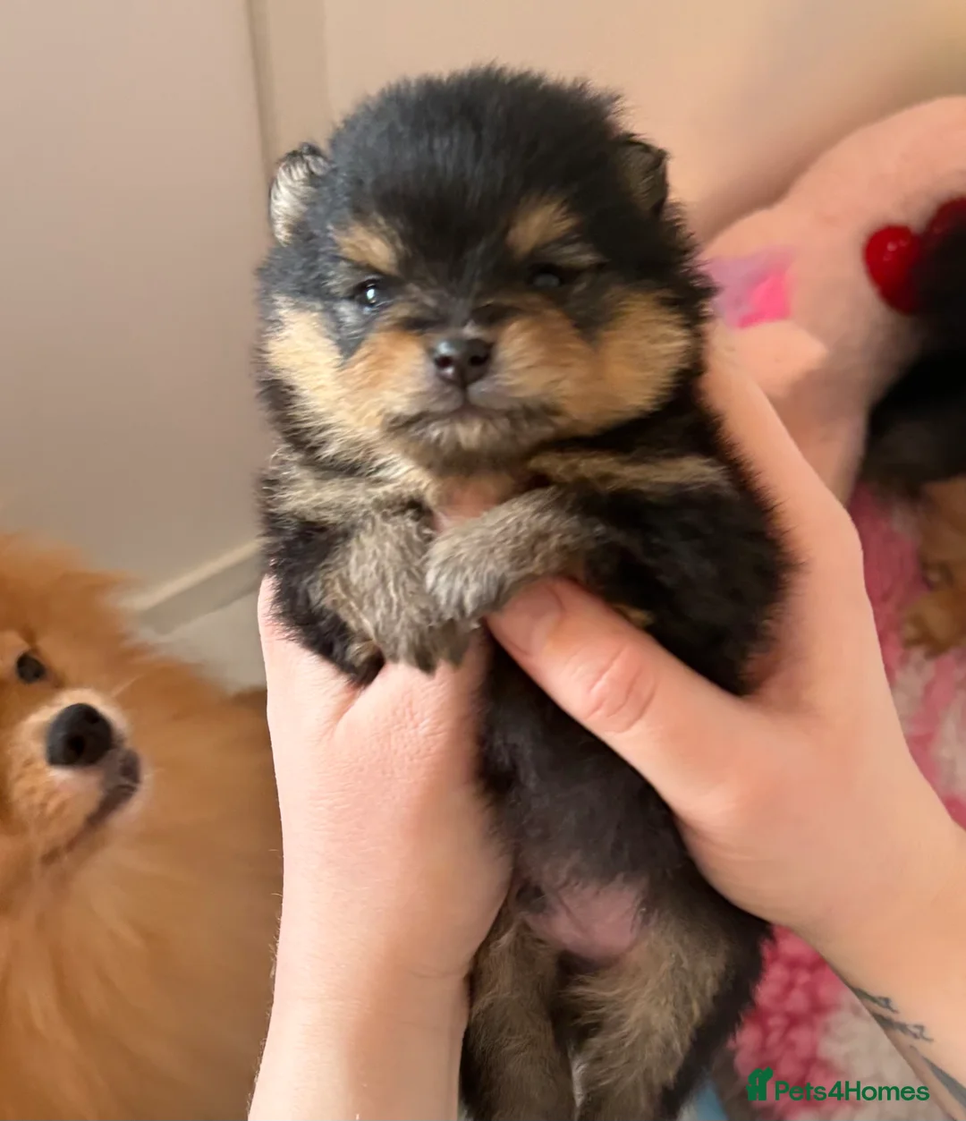 Pomeranian dogs for sale: Rkc Pomeranian Puppys looking for 5* homes - Advert 8