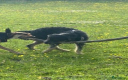 Huntaway dogs for sale: New Zealand Huntaway Puppies  - Image 15