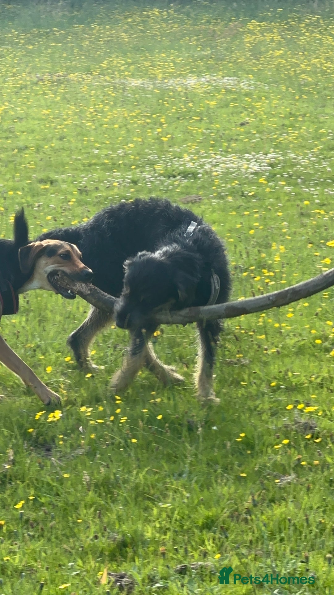 Huntaway dogs for sale: New Zealand Huntaway Puppies  - Image 15