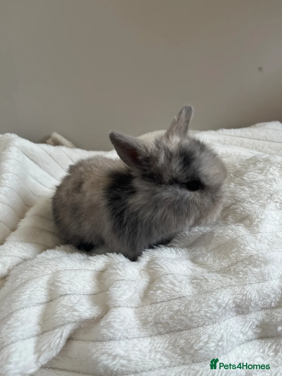 Mini Lop rabbits for sale: Mini lop baby for sale  in Maldon - Advert 2