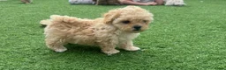 Maltipoo dogs for sale: Maltipoo Puppies  in Hull - Advert 7