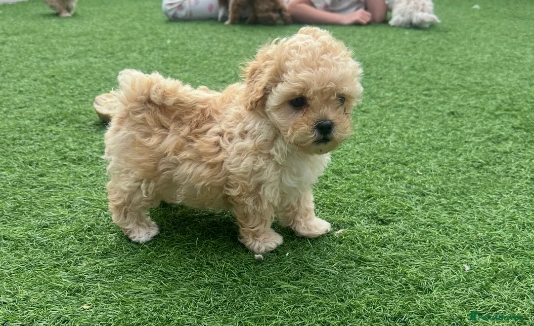Maltipoo dogs for sale: Maltipoo Puppies  in Hull - Advert 7
