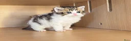 Selkirk Rex cats for sale: Beautiful Selkirk Rex Shorthair Kittens  - Advert 27