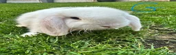 Mini Lop rabbits for sale: Mini Lop Rabbits For Sale  - Advert 21