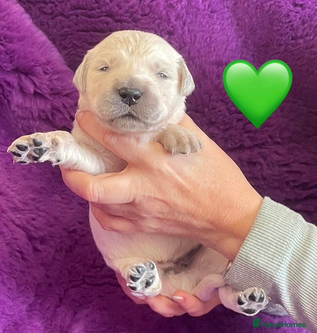 Golden Retriever dogs for sale: KC Reg Cream Boys from health tested parents.  - Image 13