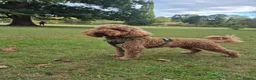 Miniature Poodle dogs for stud: PROVEN Miniature Poodle Stud - Champion Lines KC - Advert 3
