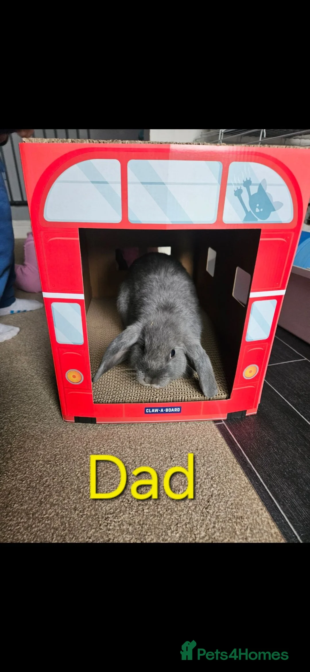 Mini Lop rabbits for sale: Baby Lop rabbits for sale to loving homes - Advert 6