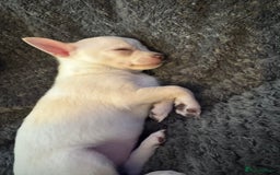 Chihuahua dogs for sale: Beautiful smooth coat chihuahua girl  - Image 2