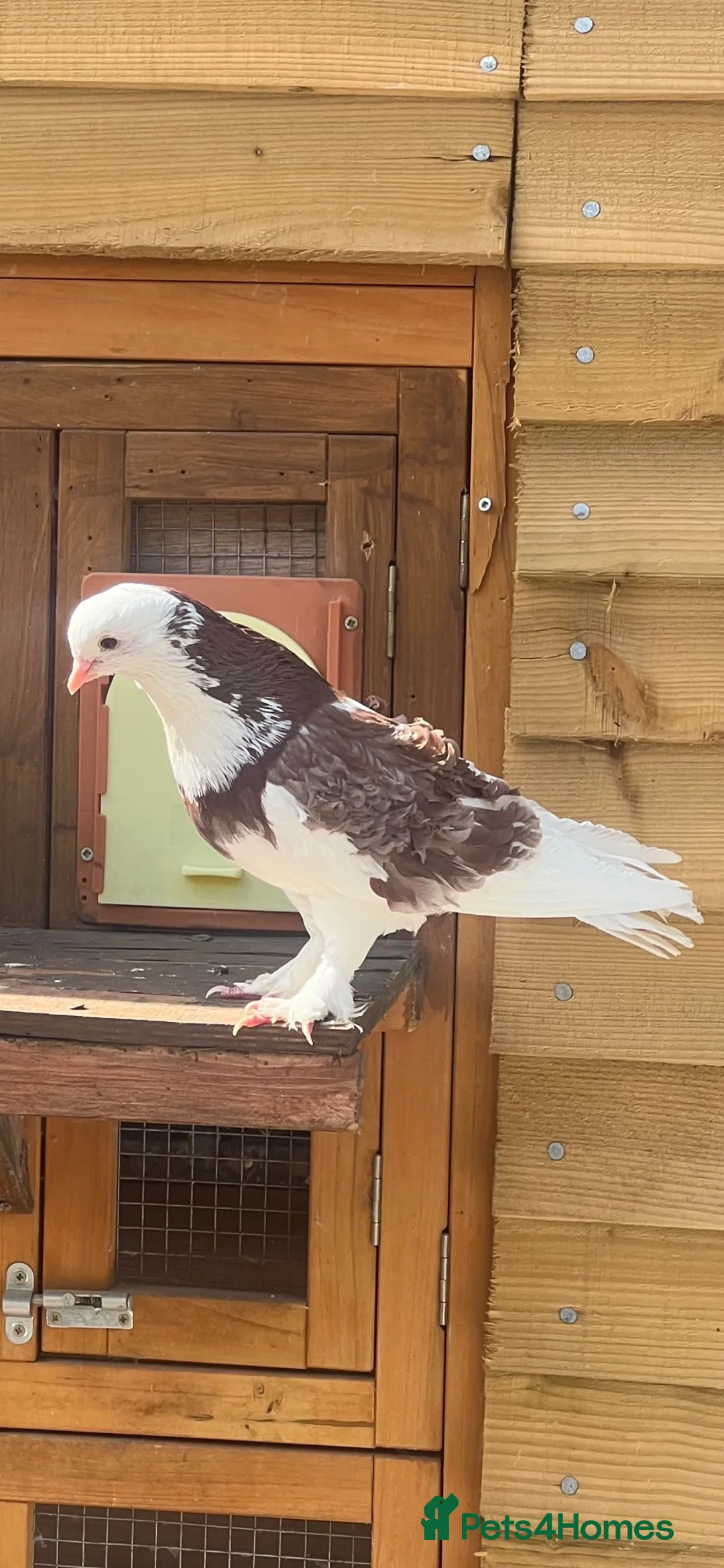 Pigeons birds for sale: Frill back pigeons in Southampton - Advert 14